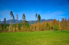 Mošovská lykožrútová katastrofa