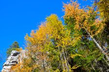 Malá Skalná, jesenné smrekovce