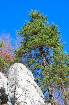 Malá Skalná, divoký výstup