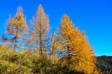 Malá Skalná, jesenné smrekovce