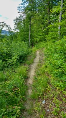 Poľovnícky trail