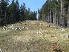 Rúbanisko na Plieške - smerom na vrchol