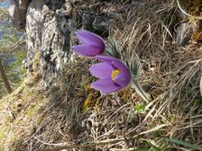 Poniklece na jarnej Stodolke