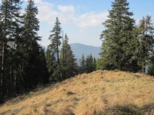 Salatin od Oruznej doliny