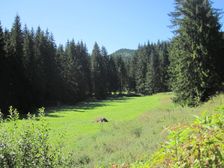 Polana pod Salatinom