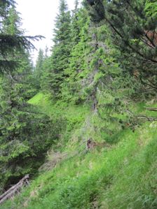 Chodnikom cez Kozi grun na Velku Koniarku