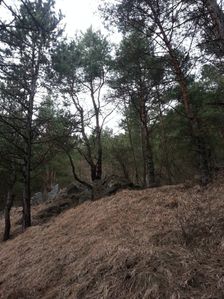 Borovice pod Mnichom...