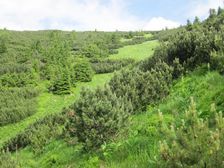 Oprhlie  - pod vrcholom - Kozi grun