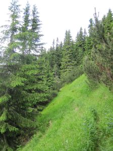 Chodnikom cez Kozi grun na Velku Koniarku