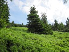 Zlab Oprhlia - Kozi grun