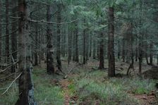 Latiborska - vrchol 1205 m.n.m.