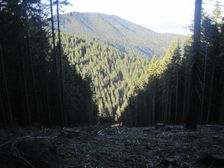 Hlacovo od noveho rubaniska na Rakytovej