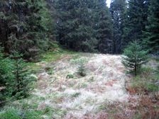 Polana pod Havranami