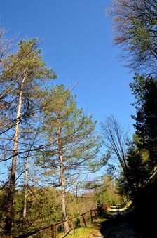 Zvažnica
