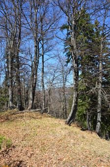 Črchľa 1207m