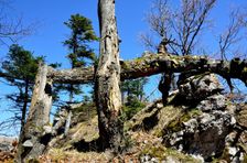 Črchľa, vyhliadkové bralo