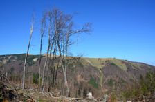 Malá Krížna 1319m & rúbanisko