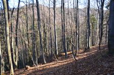 Zostup