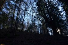 Zostup