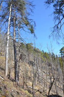 Podšturec, južný svah