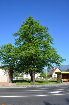 Zastávka Košťany nad Turcom, žel.st.