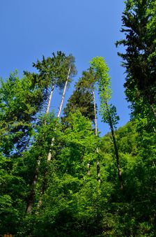 Rúbanisko vs. starý les