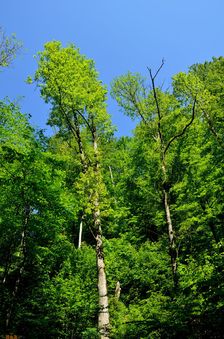 Rúbanisko vs. starý les