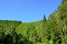 Omladina vs. starý les