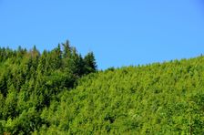 Omladina vs. starý les