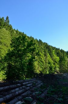 TZT 8648, Dedošová dolina