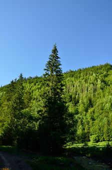 TZT 8648, Dedošová dolina