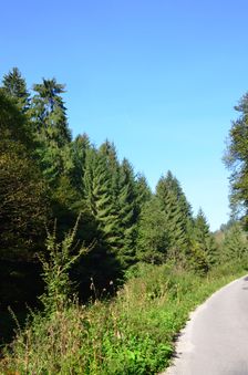 Cesta III. triedy 5177