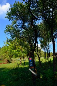 Podskalie, drevenica