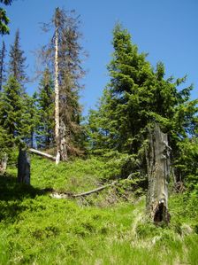 Nizke Tatry, Pod Kralovou holou