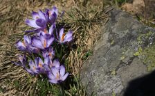 Nizke Tatry, Chleb - Safran