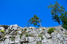 Prostredný Selenecký zub