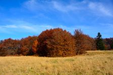 Javorina, horská lúka