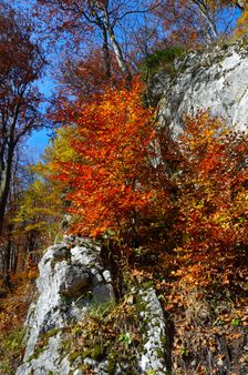Vysoká stráň, bralo