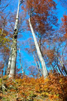 Vysoká stráň, hrebeň
