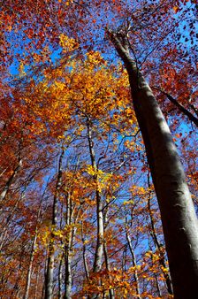 Odchádzajúca červená jeseň