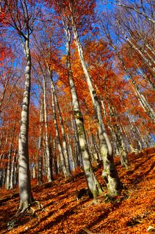 Odchádzajúca červená jeseň