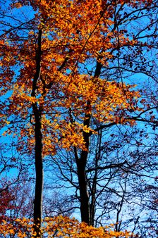 Odchádzajúca červená jeseň