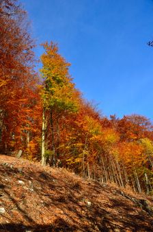 Odchádzajúca červená jeseň