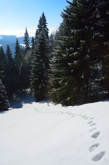 Výstupová stonožka