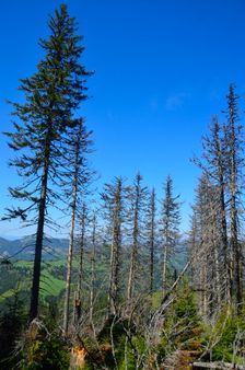 Vyschnutá kolkáreň