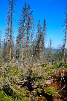 Vyschnutá kolkáreň, polom