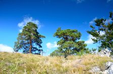 Lazce 976m, vrcholové borovice