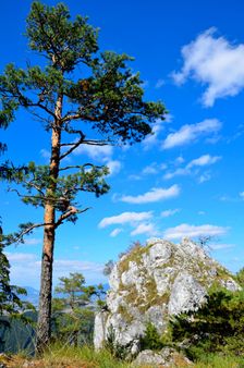 Borovica & Skalnatý Homer