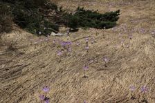 Angels of Slovak mountains\\n(Crocus discolor, Šafrán Spišský)