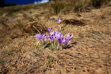 Crocus discolor, Šafrán Spišský